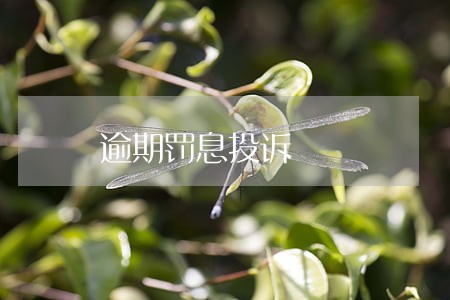 逾期罚息投诉 逾期罚息投诉