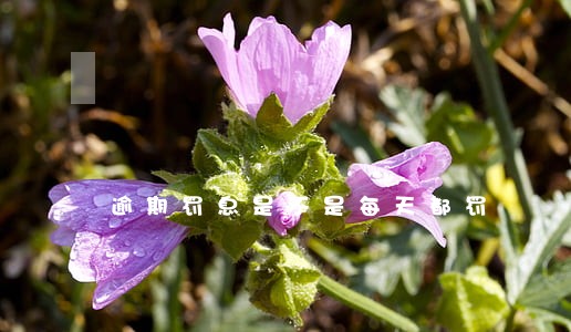 逾期罚息是不是每天都罚 逾期罚息是不是每天都罚