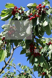 逾期罚息是全额还款吗 逾期罚息是全额还款吗