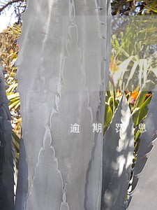 逾期罚息是否可再计复利 逾期罚息是否可再计复利