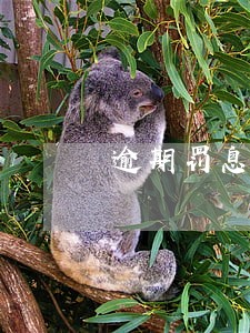 逾期罚息是当期的还是全部的 逾期罚息是当期的还是全部的