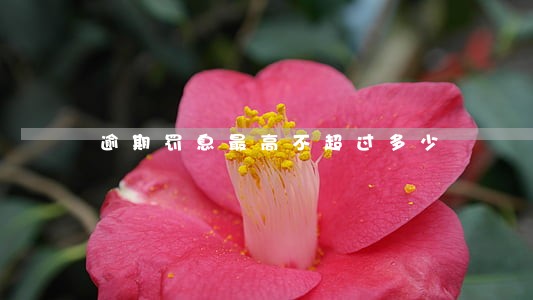逾期罚息最高不超过多少 逾期罚息最高不超过多少