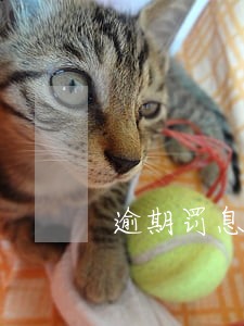逾期罚息有限制么 逾期罚息有限制么