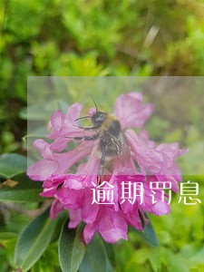 逾期罚息本金乘与003 逾期罚息本金乘与003
