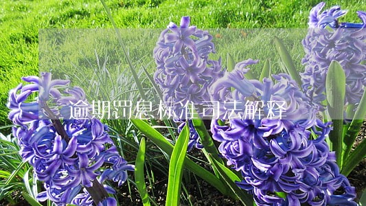 逾期罚息标准司法解释 逾期罚息标准司法解释