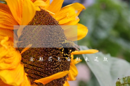 逾期罚息每期未还款 逾期罚息每期未还款