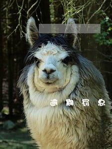 逾期罚息比是什么