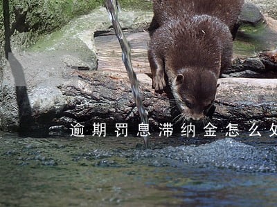 逾期罚息滞纳金怎么处理 逾期罚息滞纳金怎么处理