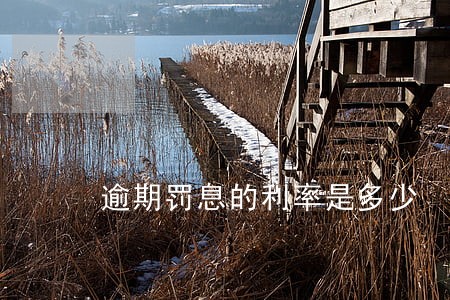 逾期罚息的利率是多少 逾期罚息的利率是多少