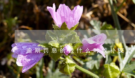逾期罚息的钱什么时候补交 逾期罚息的钱什么时候补交