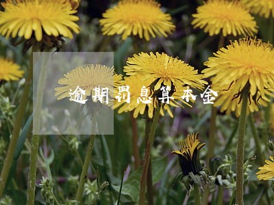 逾期罚息算本金 逾期罚息算本金