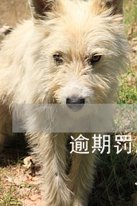 逾期罚息要不要交 逾期罚息要不要交