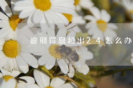 逾期罚息超出24怎么办 逾期罚息超出24怎么办