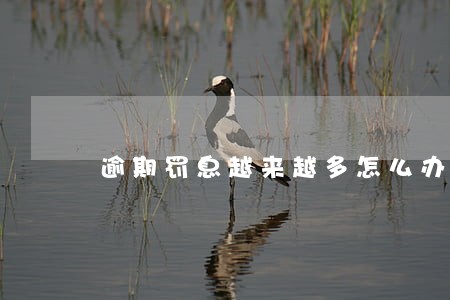逾期罚息越来越多怎么办 逾期罚息越来越多怎么办