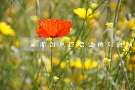 逾期罚息还需要付利息吗 逾期罚息还需要付利息吗