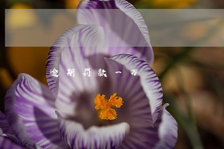 逾期罚款一万
