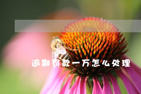 逾期罚款一万怎么处理 逾期罚款一万怎么处理