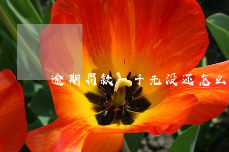 逾期罚款一千元没还怎么办 逾期罚款一千元没还怎么办