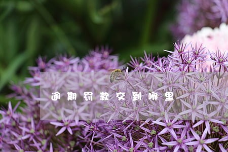 逾期罚款交到哪里 逾期罚款交到哪里
