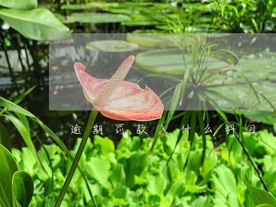 逾期罚款入什么科目 逾期罚款入什么科目