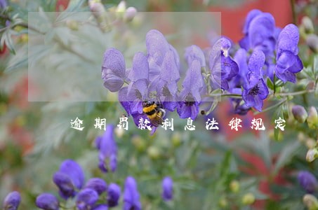逾期罚款利息法律规定
