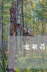 逾期罚款单丢了能补吗 逾期罚款单丢了能补吗