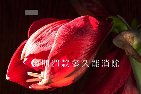 逾期罚款多久能消除 逾期罚款多久能消除