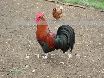 逾期罚款滞纳金 逾期罚款滞纳金