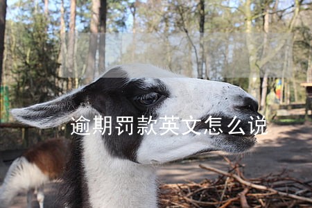 逾期罚款英文怎么说 逾期罚款英文怎么说