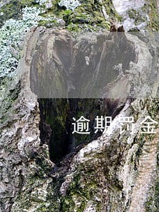 逾期罚金和违约金可以减免吗 逾期罚金和违约金可以减免吗