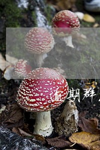 逾期群发短信并辱骂