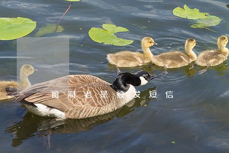 逾期老是被发短信 逾期老是被发短信