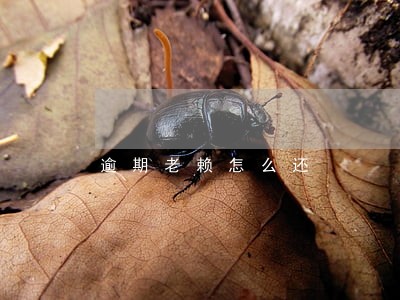 逾期老赖怎么还 逾期老赖怎么还