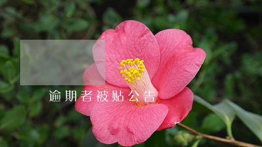逾期者被贴公告 逾期者被贴公告