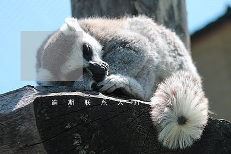 逾期联系人打多久 逾期联系人打多久
