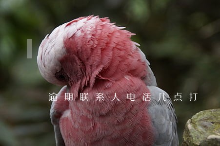 逾期联系人电话几点打 逾期联系人电话几点打