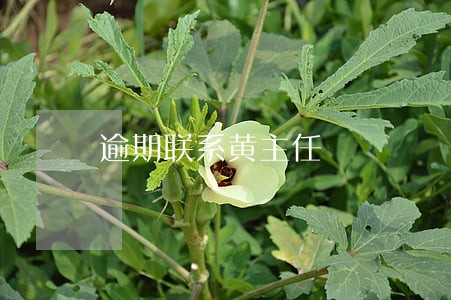 逾期联系黄主任 逾期联系黄主任