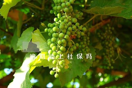 逾期能上社保吗 逾期能上社保吗