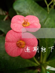 逾期能下一万的口子 逾期能下一万的口子