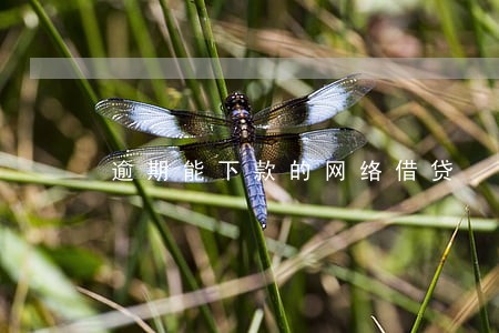 逾期能下款的网络借贷 逾期能下款的网络借贷