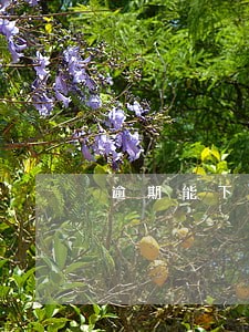 逾期能下的高炮口子 逾期能下的高炮口子