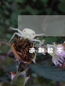 逾期能不能办理公积金贷款