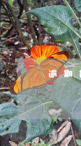 逾期能不能办理营业执照