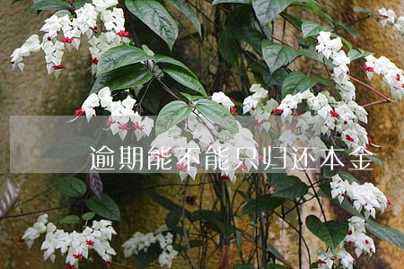 逾期能不能只归还本金