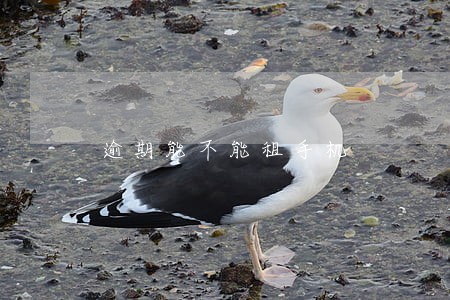 逾期能不能租手机 逾期能不能租手机