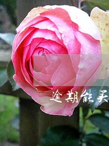 逾期能买房 逾期能买房