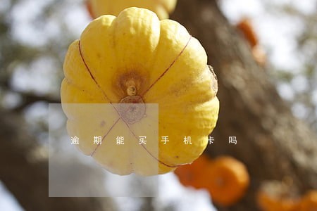逾期能买手机卡吗 逾期能买手机卡吗