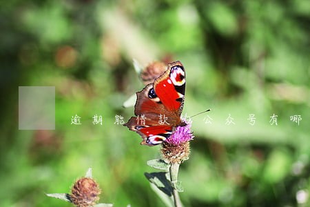 逾期能借款的公众号有哪些 逾期能借款的公众号有哪些