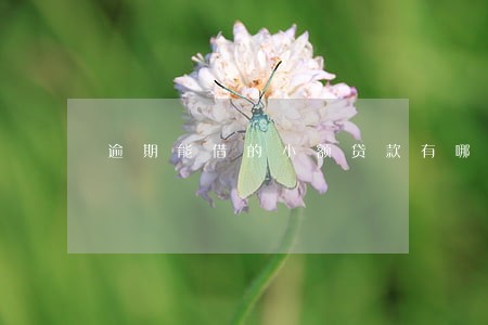 逾期能借的小额贷款有哪些 逾期能借的小额贷款有哪些