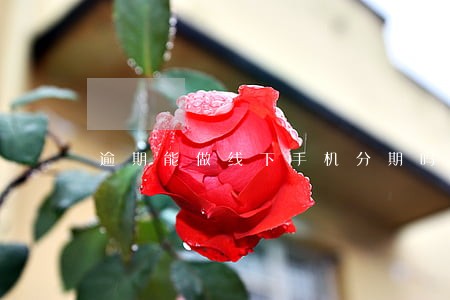 逾期能做线下手机分期吗 逾期能做线下手机分期吗